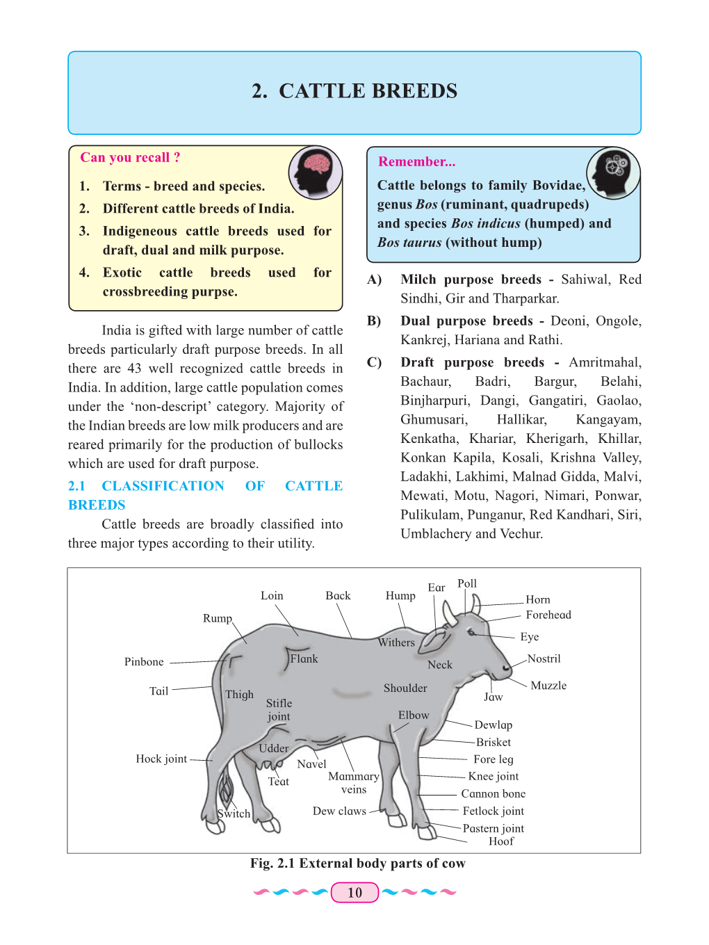 2. Cattle Breeds