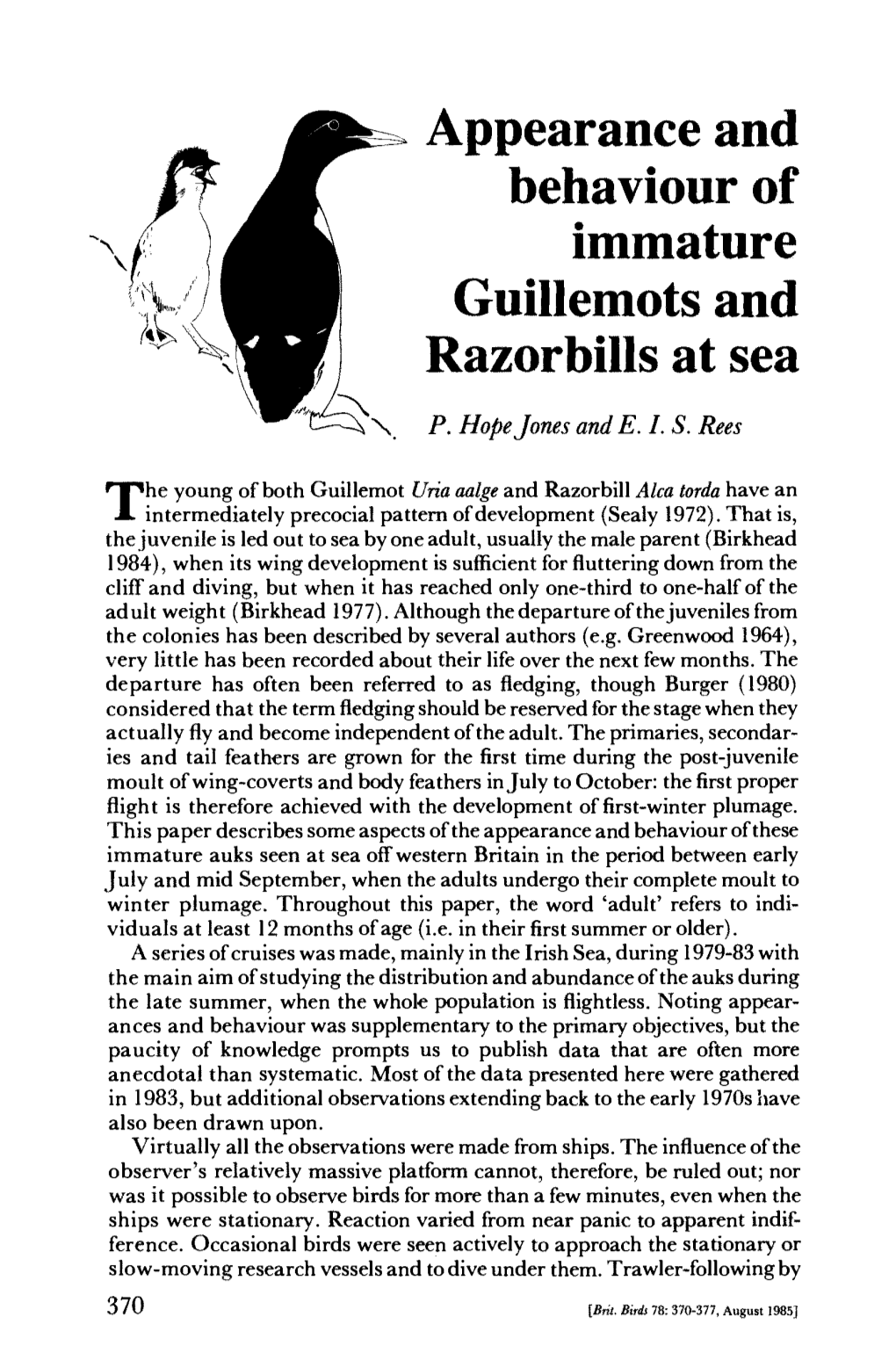 Appearance and Behaviour of Immature Guillemots and Razorbills at Sea P