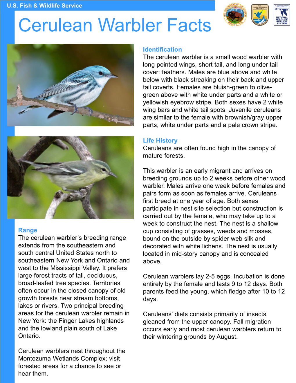 Cerulean Warbler Facts