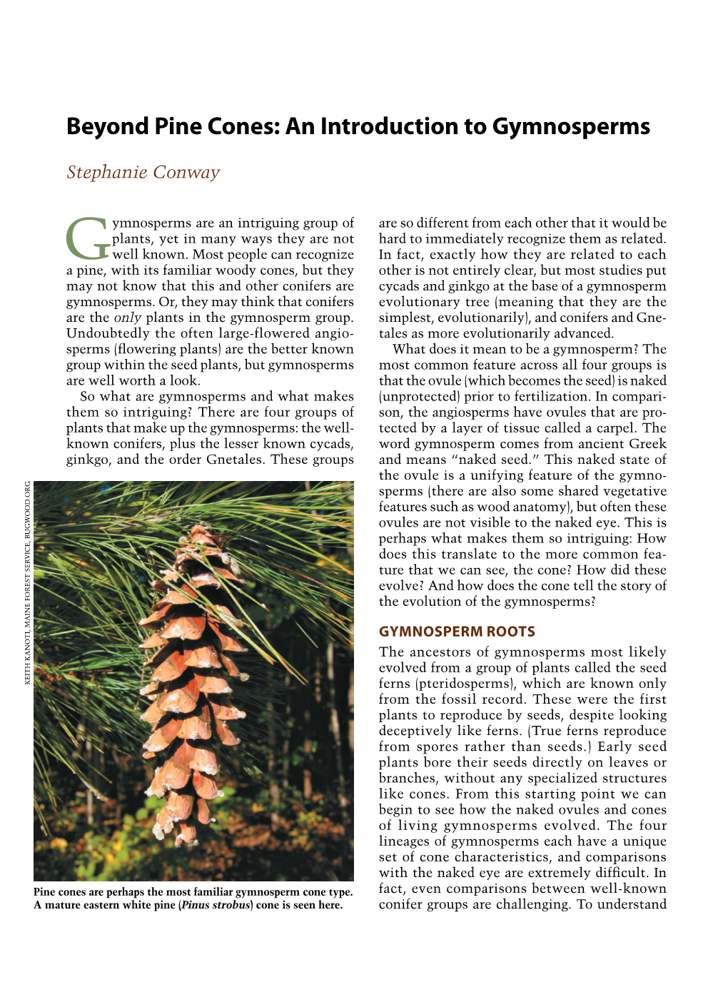 Beyond Pine Cones: an Introduction to Gymnosperms