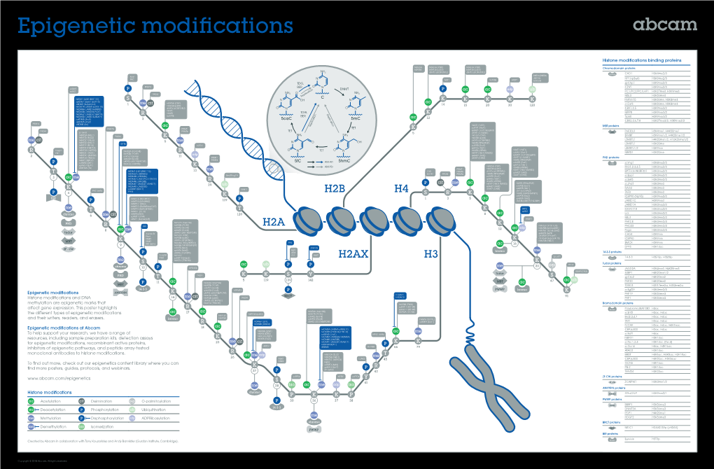 Epigenetic Modifications