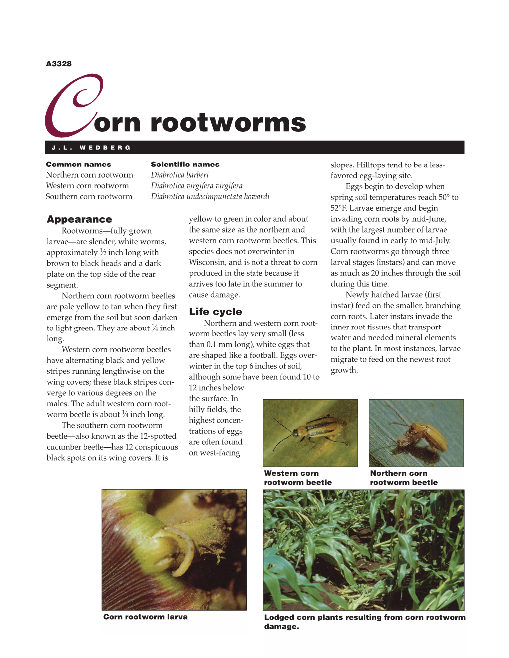 A3328 Corn Rootworms QX