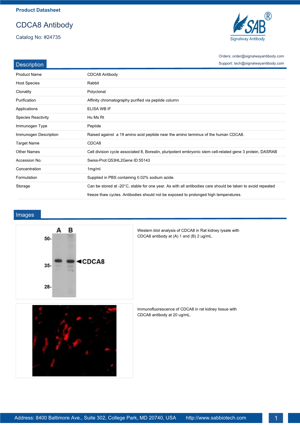 CDCA8 Antibody