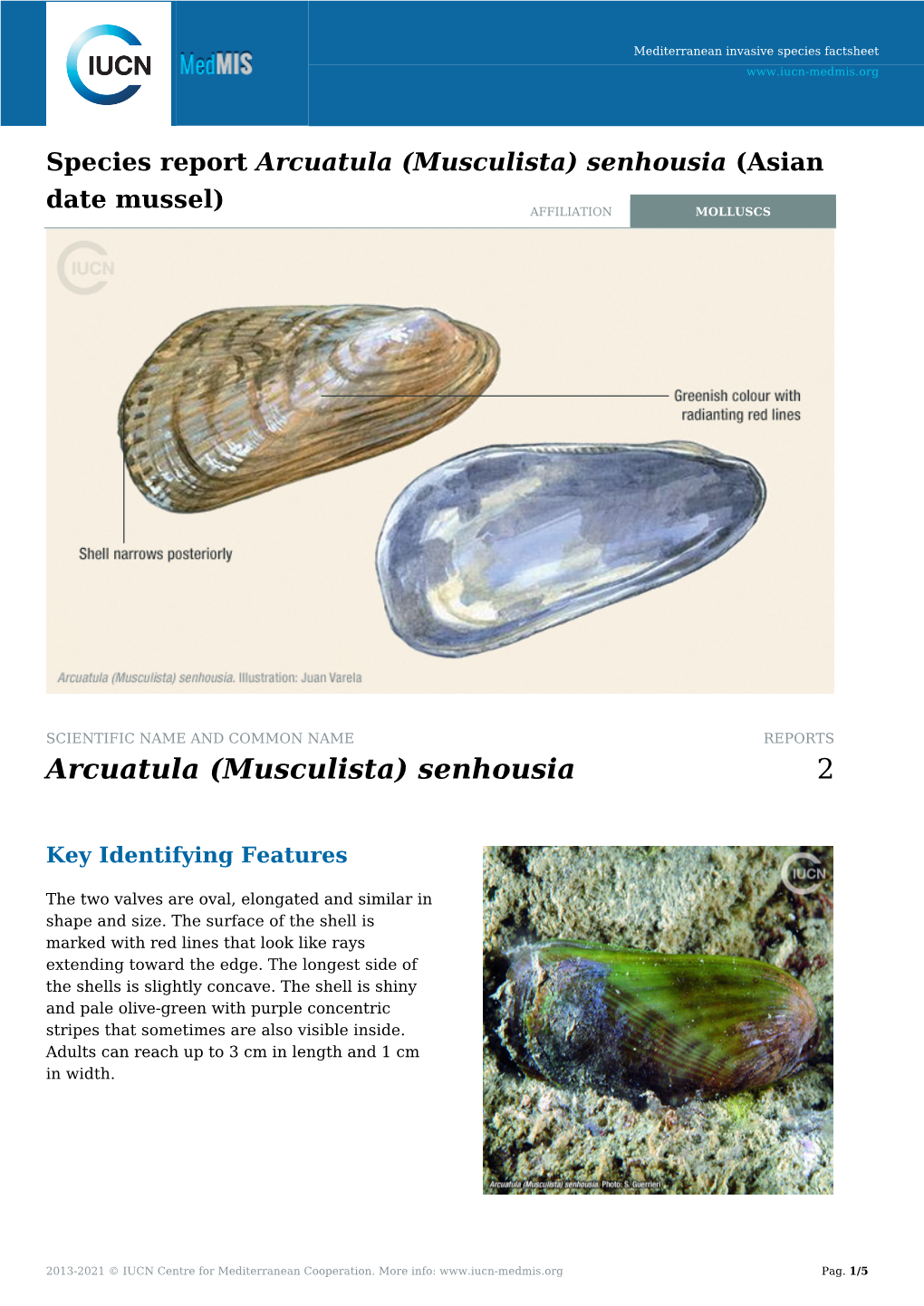 Species Report Arcuatula (Musculista) Senhousia (Asian Date Mussel) AFFILIATION MOLLUSCS