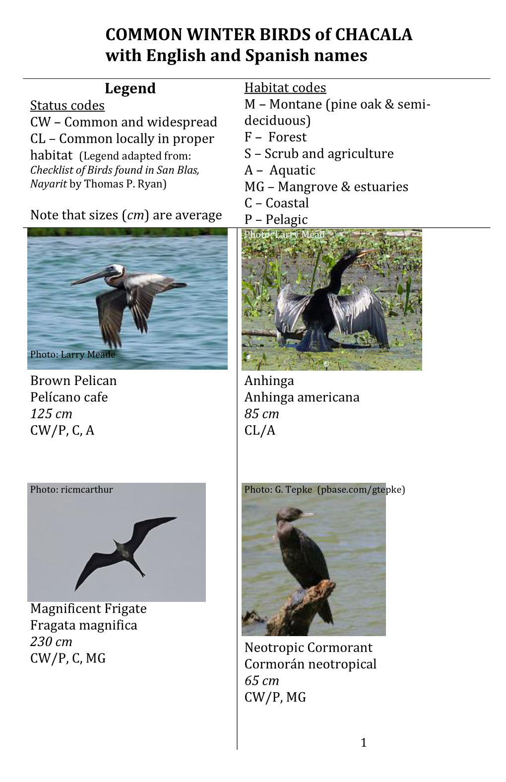 COMMON WINTER BIRDS of CHACALA with English and Spanish Names