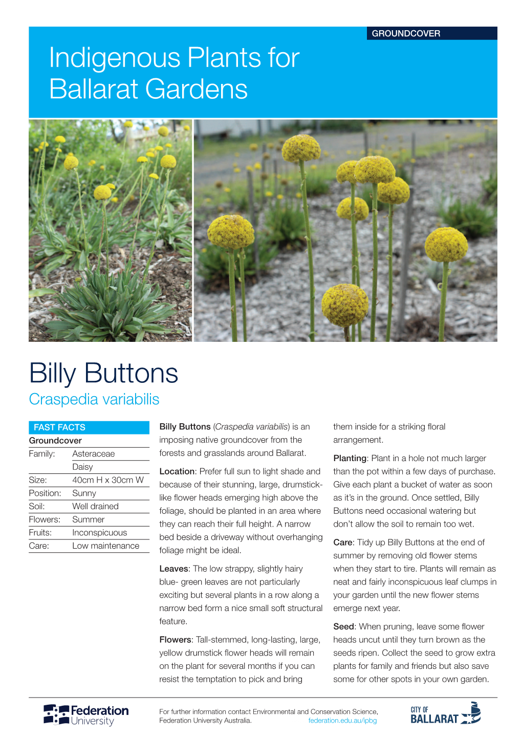 Billy Buttons Indigenous Plants for Ballarat Gardens