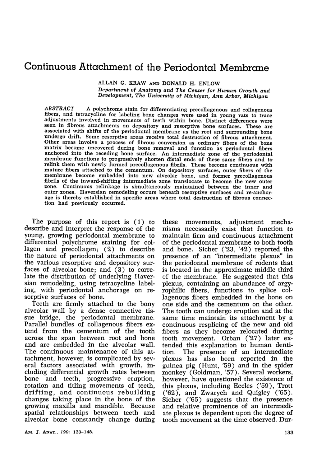 Continuous Attachment of the Periodontal Membrane