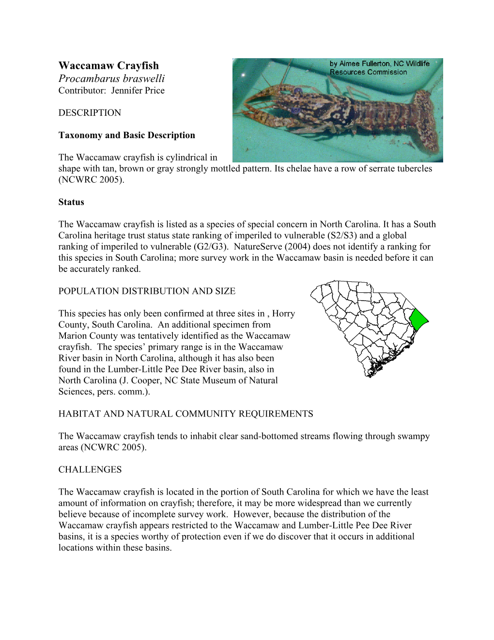 Waccamaw Crayfish Procambarus Braswelli Contributor: Jennifer Price
