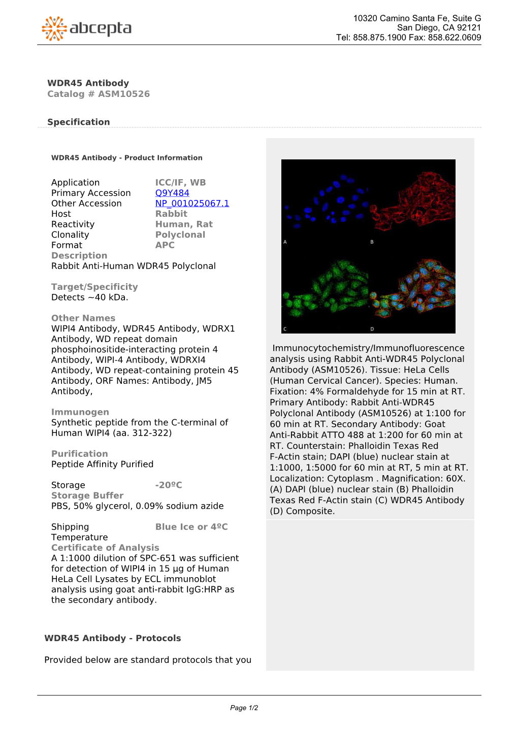 WDR45 Antibody Catalog # ASM10526