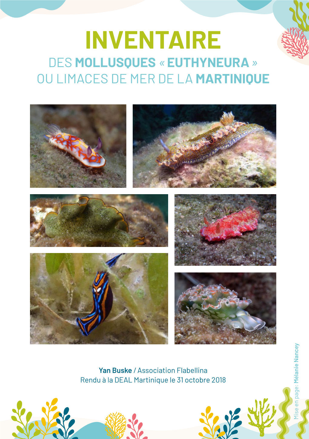 Inventaire Mollusques Et Limaces De Mer De Martinique