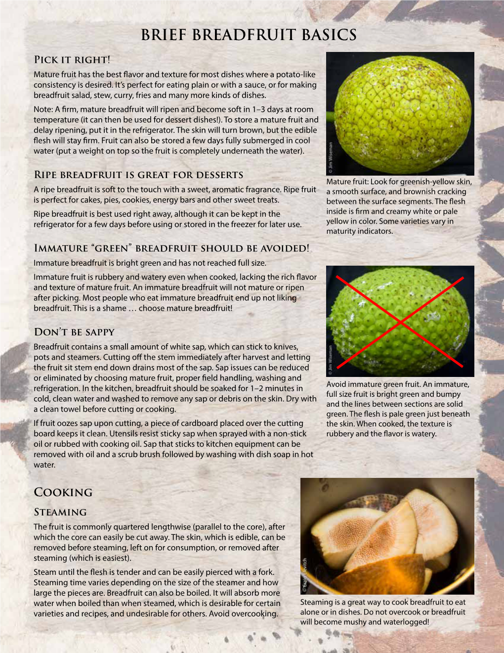 Breadfruit Basics