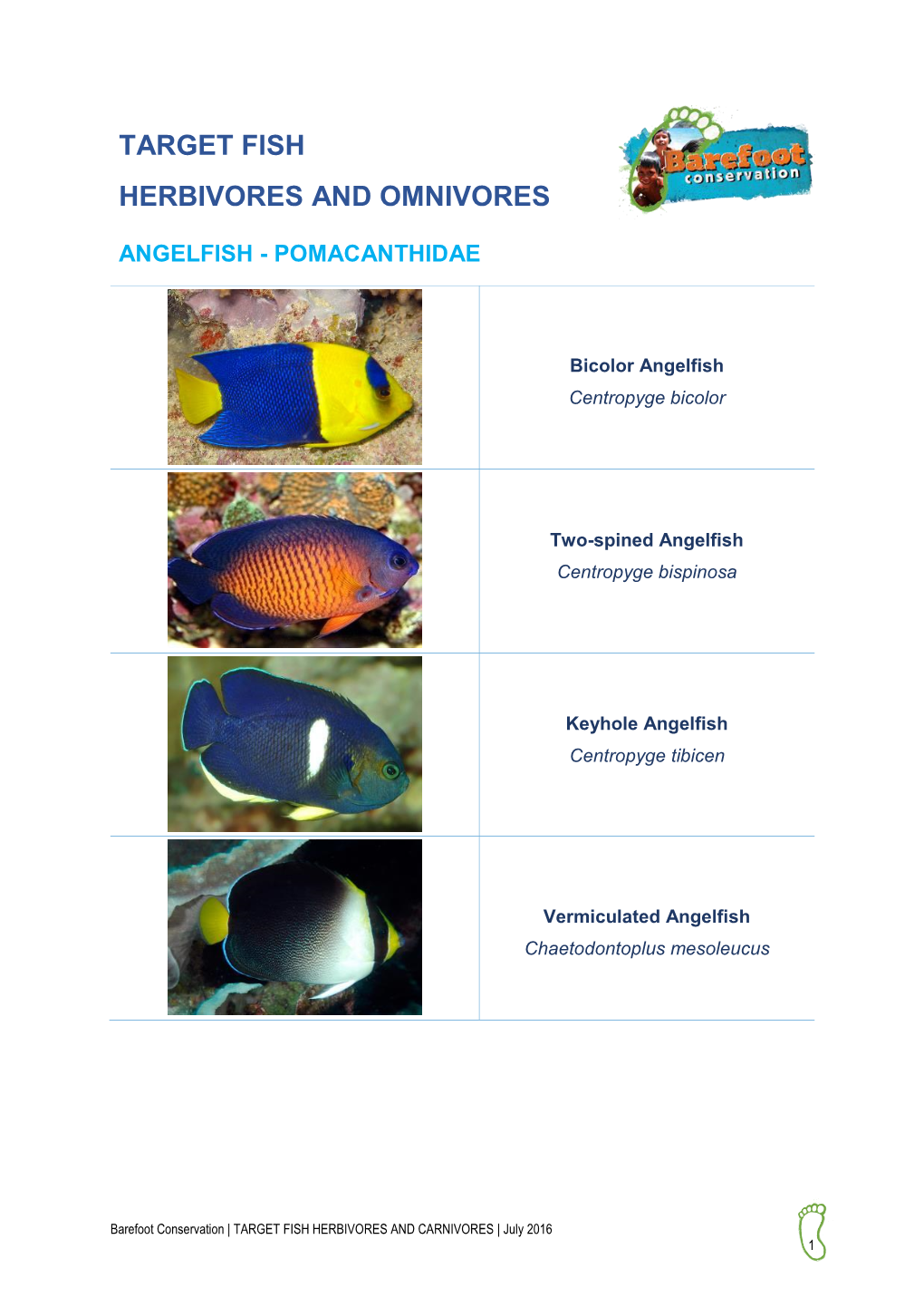 Target Fish Herbivores and Omnivores Angelfish