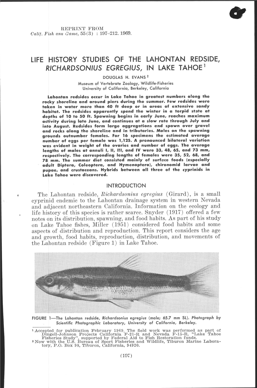 Life History Studies of the Lahontan Redside, R'chardson'us Egreg'us