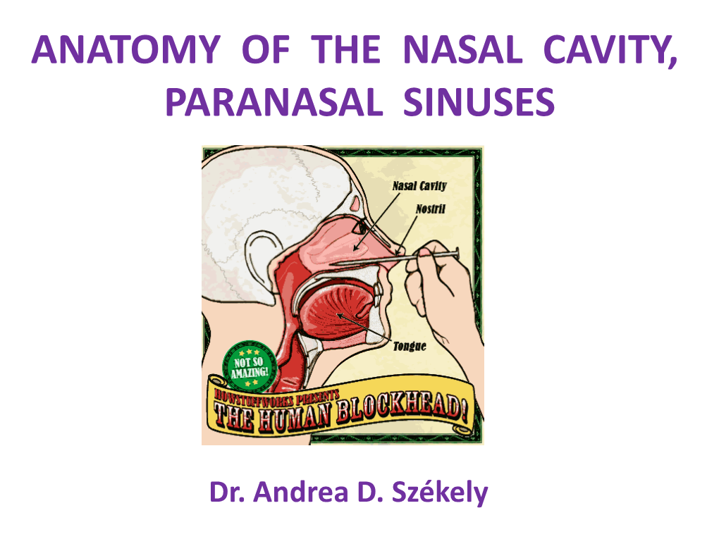 Anatomy of the Nasal Cavity, Paranasal Sinuses