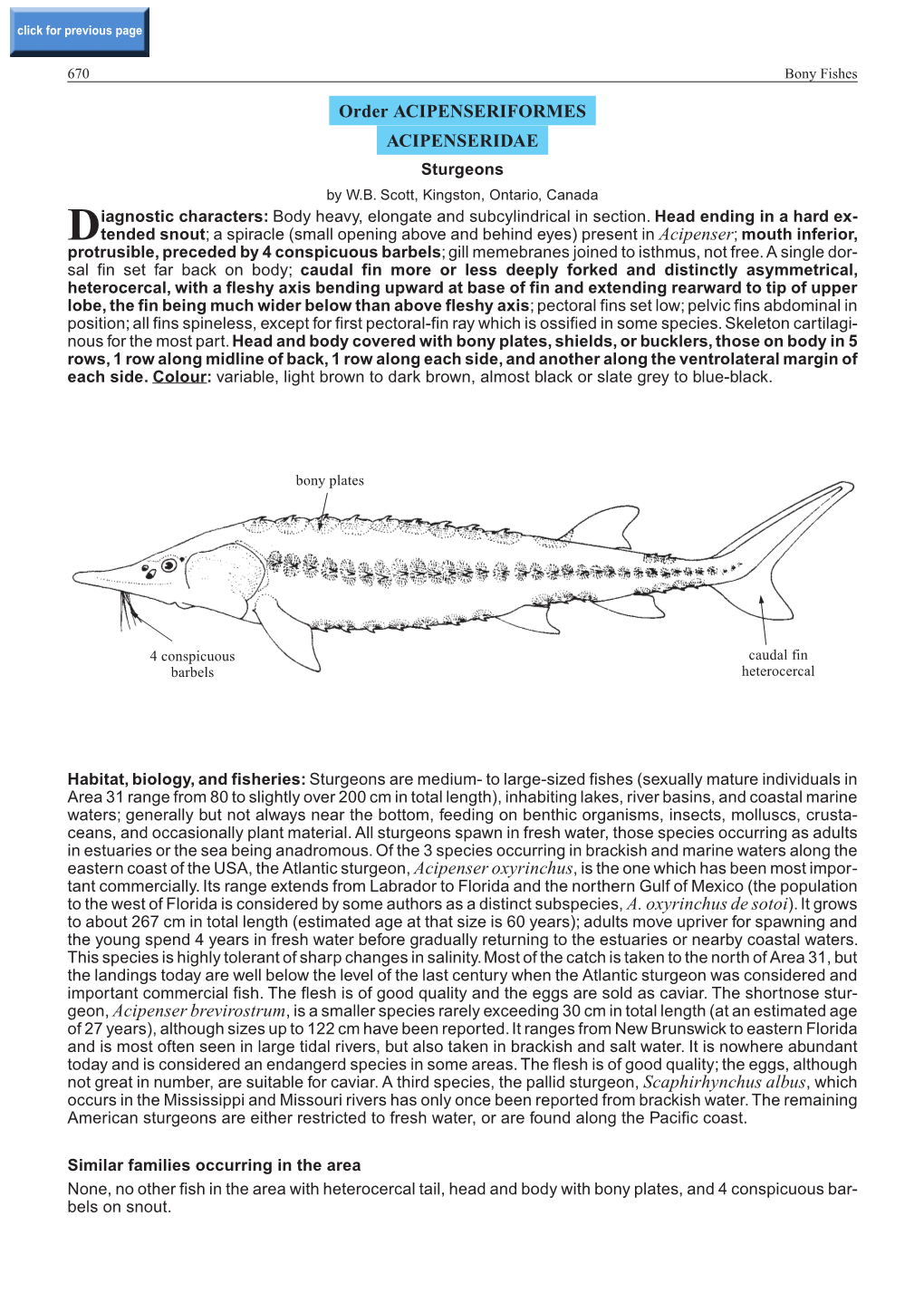 Order ACIPENSERIFORMES ACIPENSERIDAE Sturgeons by W.B