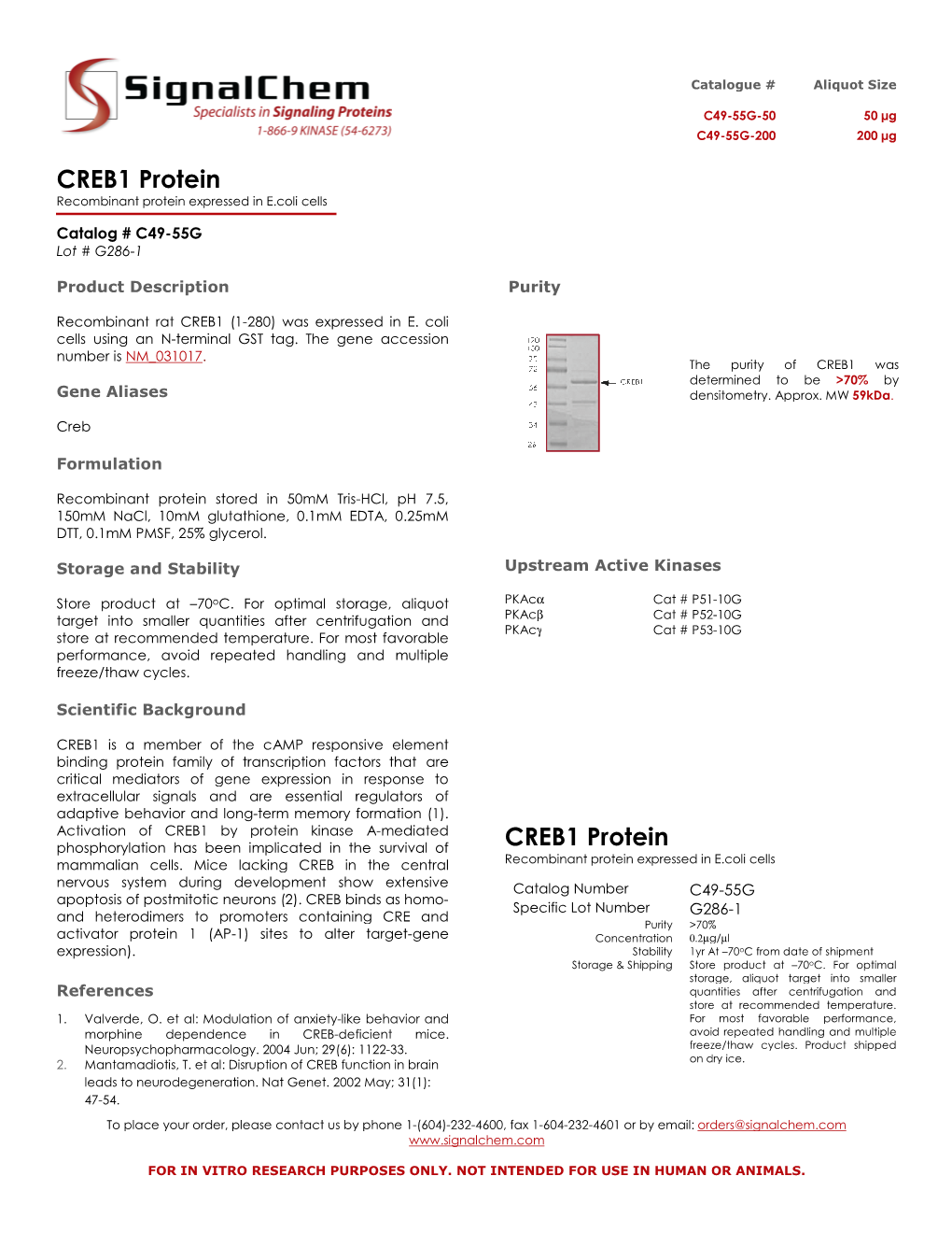 CREB1 Protein CREB1 Protein