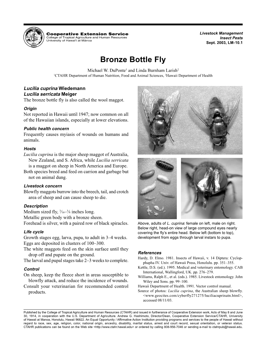 Bronze Bottle Fly Michael W