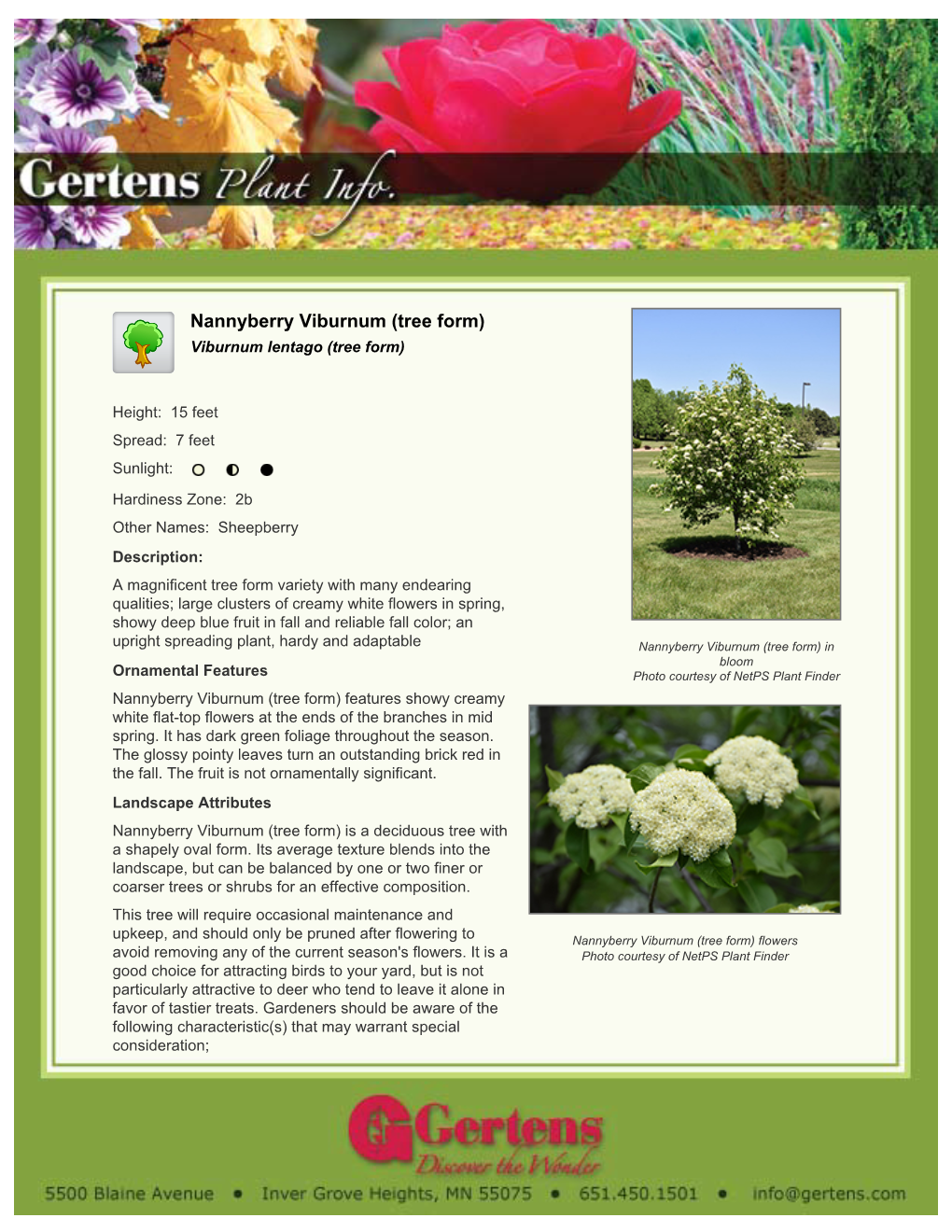 Gertens Nannyberry Viburnum (Tree Form)