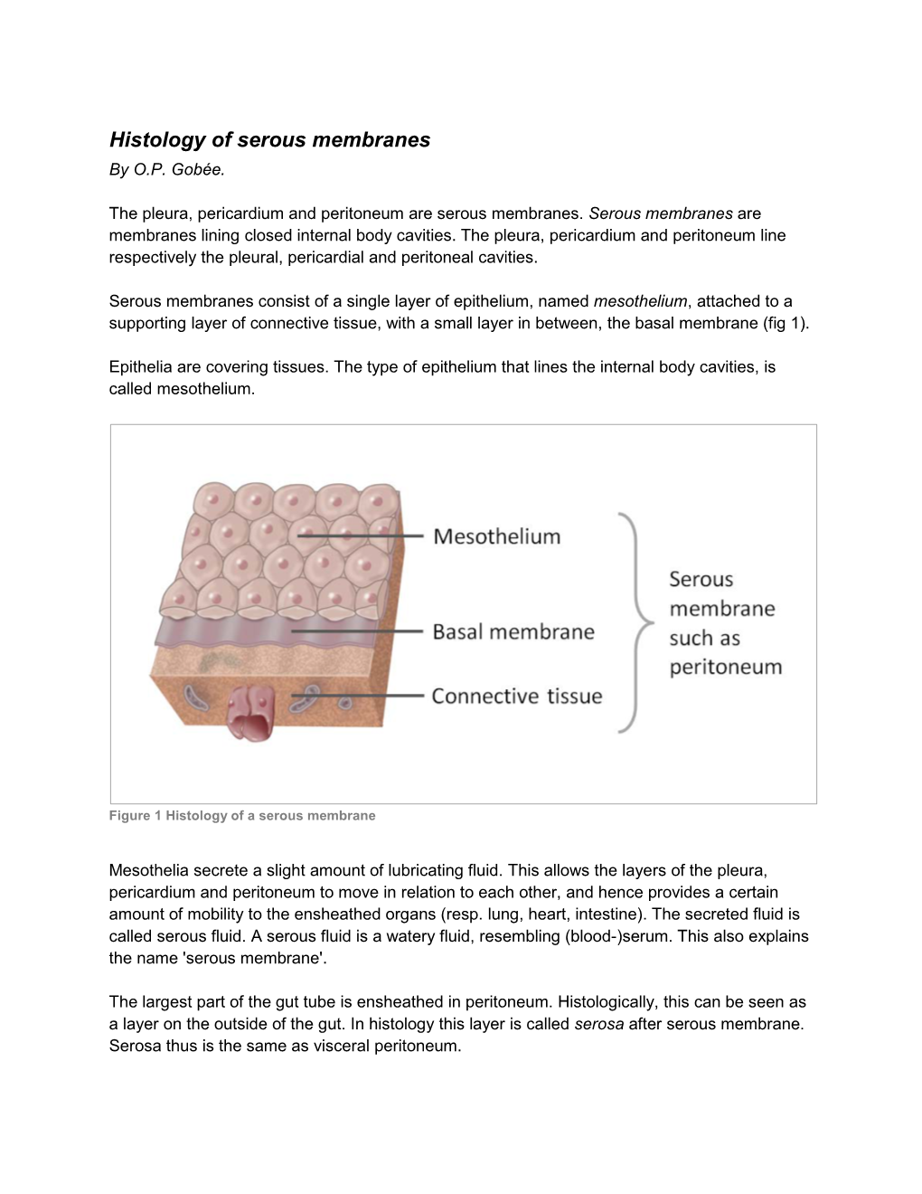 Histology of Serous Membranes by O.P