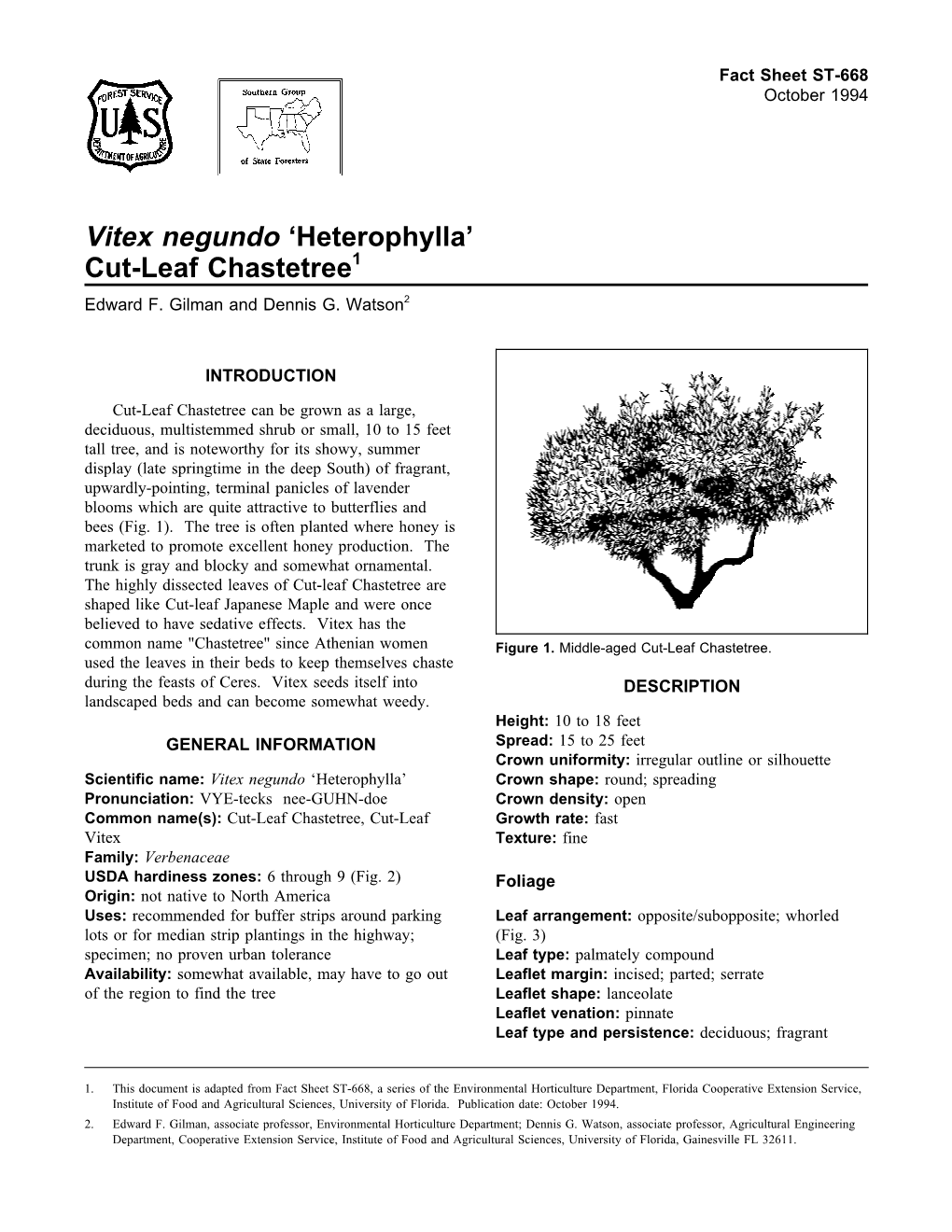 Vitex Negundo 'Heterophylla' Cut-Leaf Chastetree