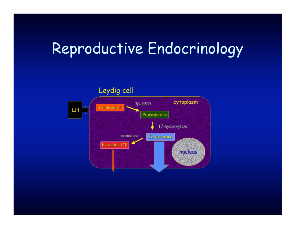 6. Repro Endocrinology.Pdf