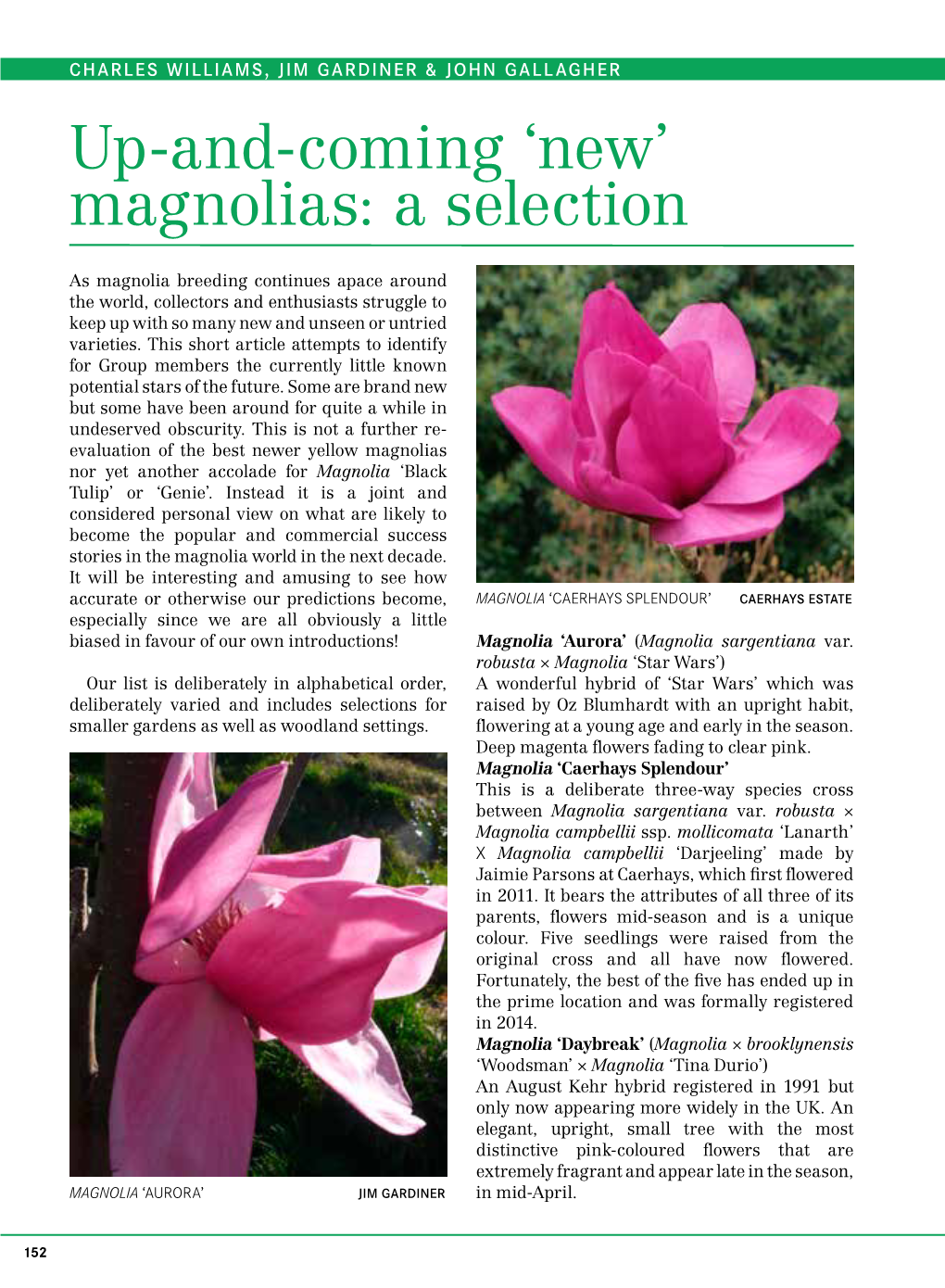 Up-And-Coming 'New' Magnolias: a Selection