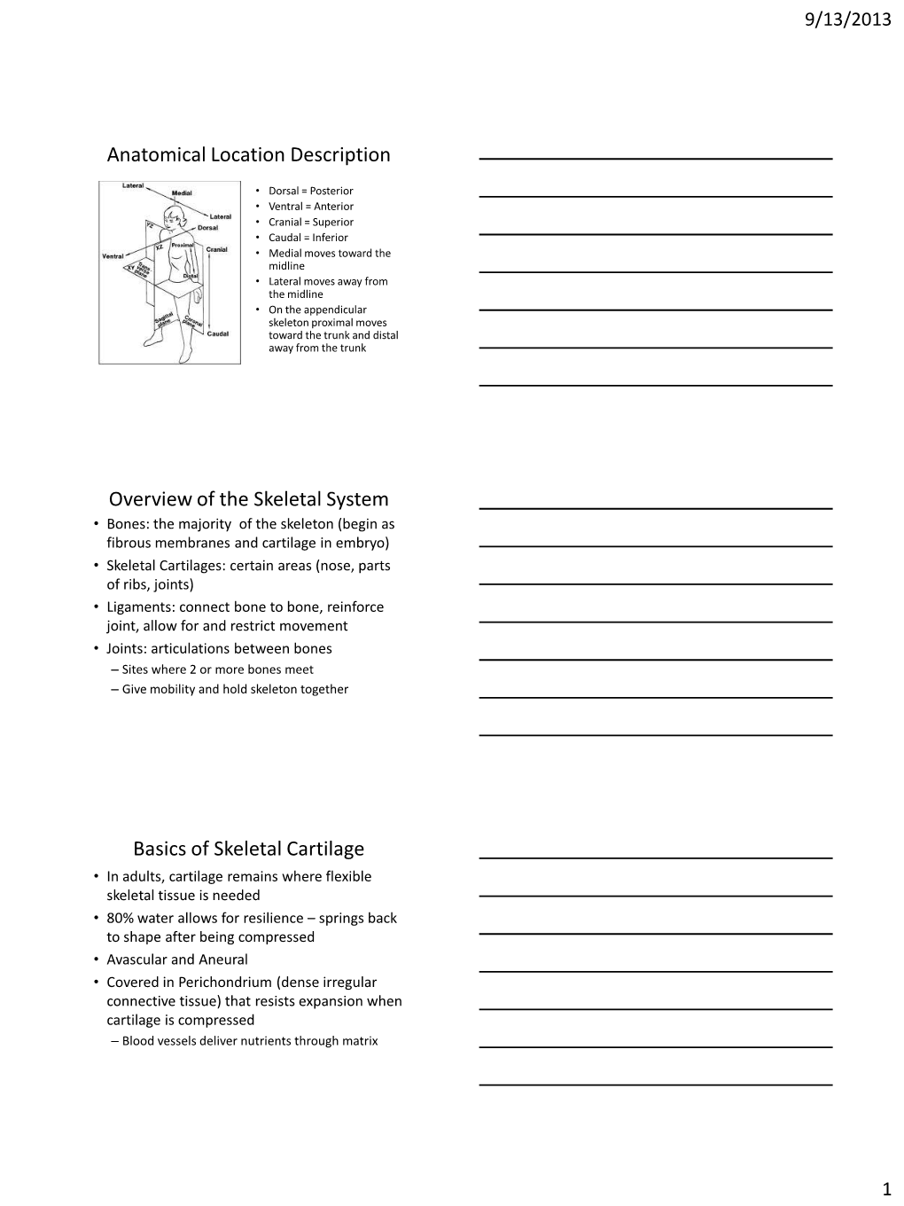 Anatomical Location Description Overview of the Skeletal System