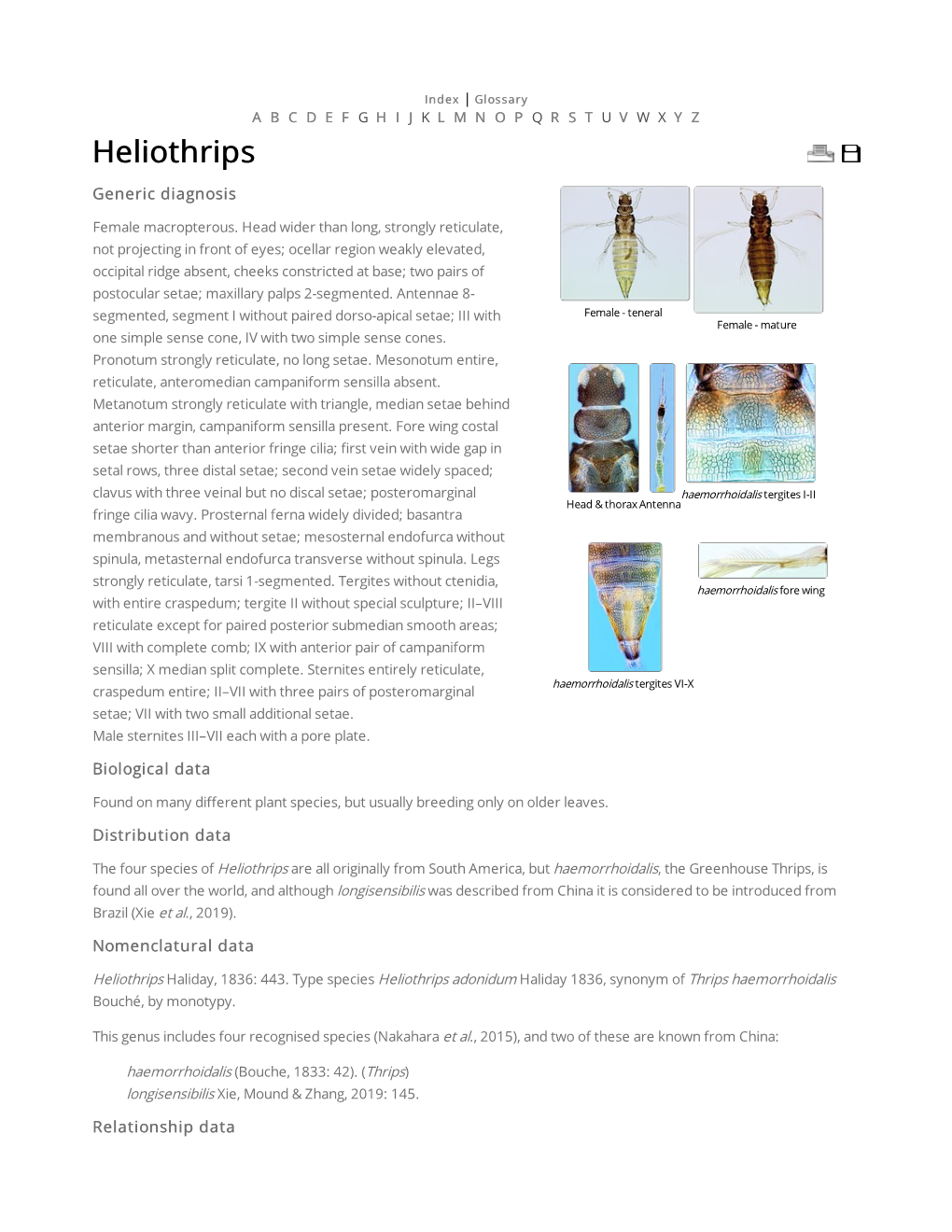 Heliothrips Generic Diagnosis Female Macropterous