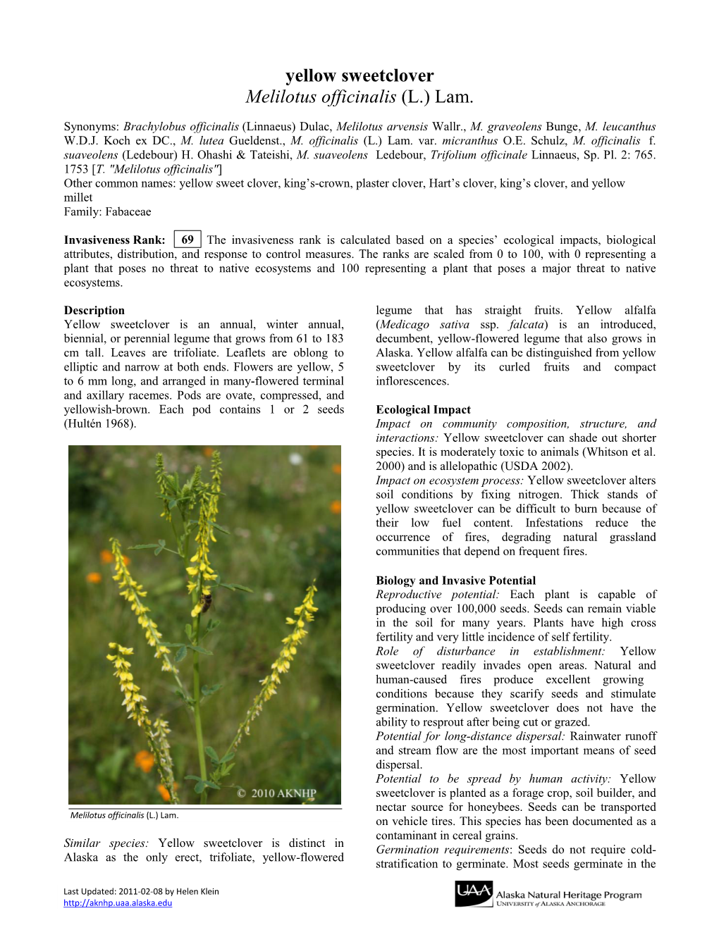 Yellow Sweetclover Melilotus Officinalis (L.) Lam