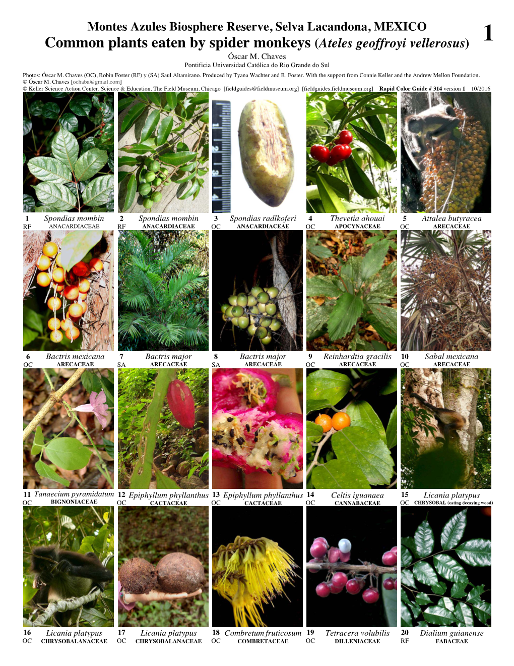 Common Plants Eaten by Spider Monkeys (Ateles Geoffroyi Vellerosus) 1 Óscar M