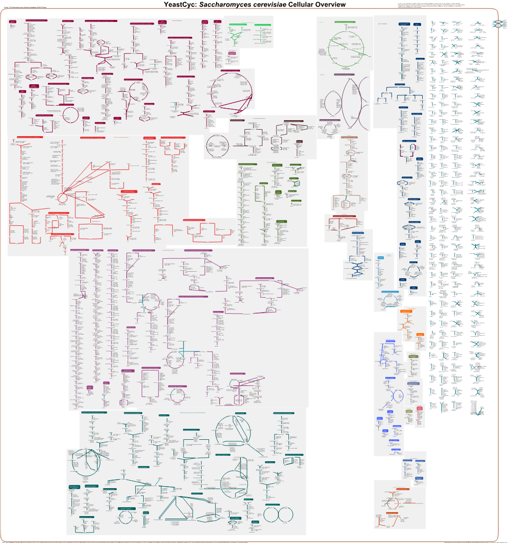 Generate Metabolic Map Poster