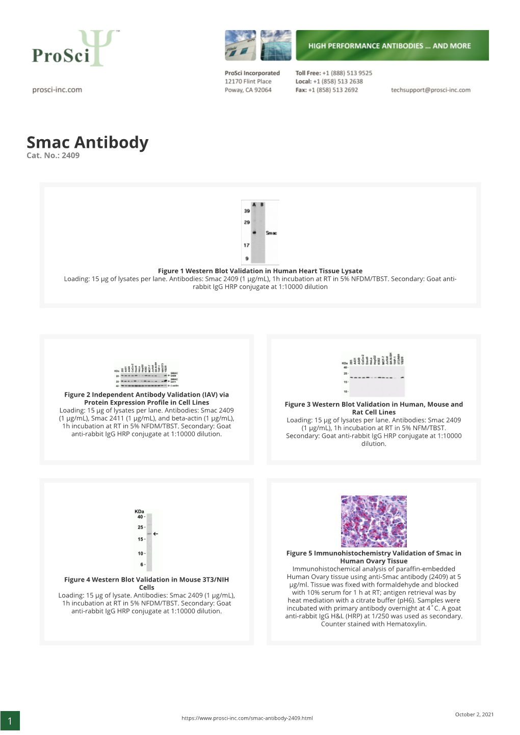 Smac Antibody Cat