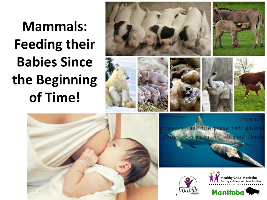 Mammals: Feeding Their Babies Since the Beginning of Time!