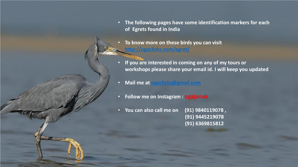 • the Following Pages Have Some Identification Markers for Each of Egrets Found in India • to Know More on These Birds