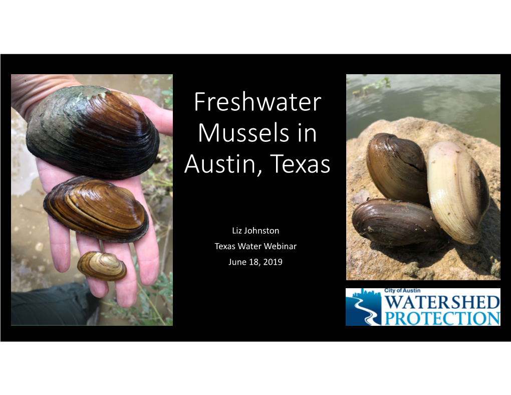 Freshwater Mussels in Austin, Texas