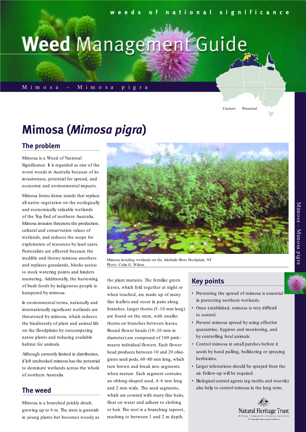 (Mimosa Pigra) the Problem