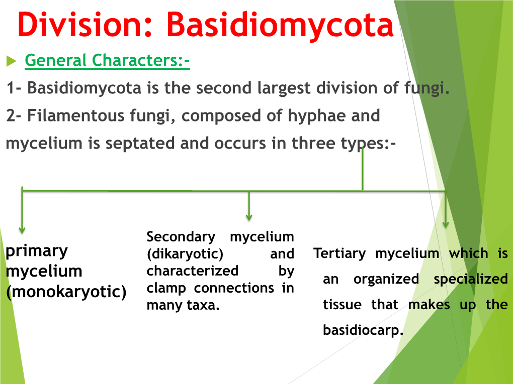 Basidium  It Is Normally a Club-Shaped Structure Bearing Four Basidiospores on Four Sterigmata