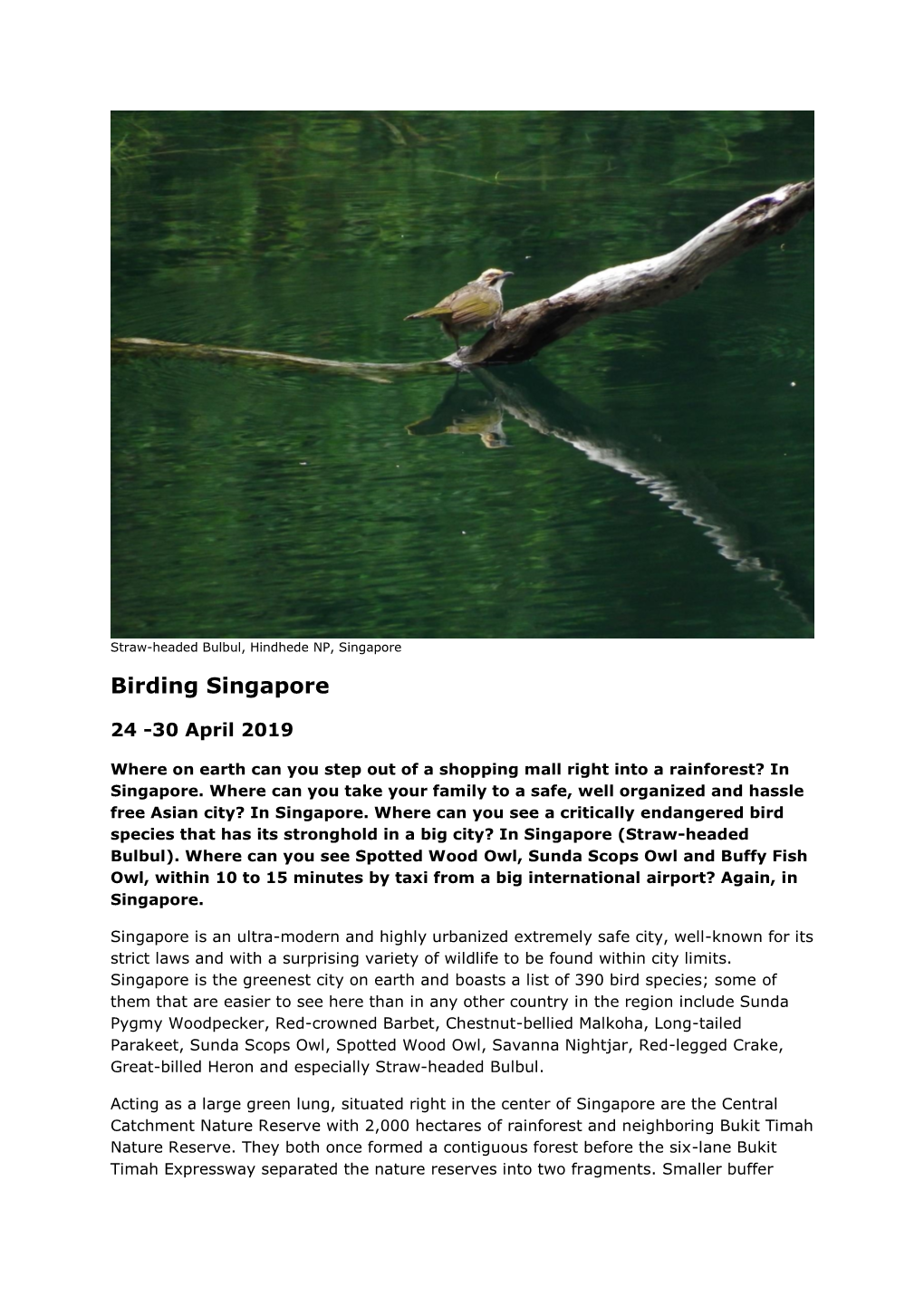 Birding Singapore
