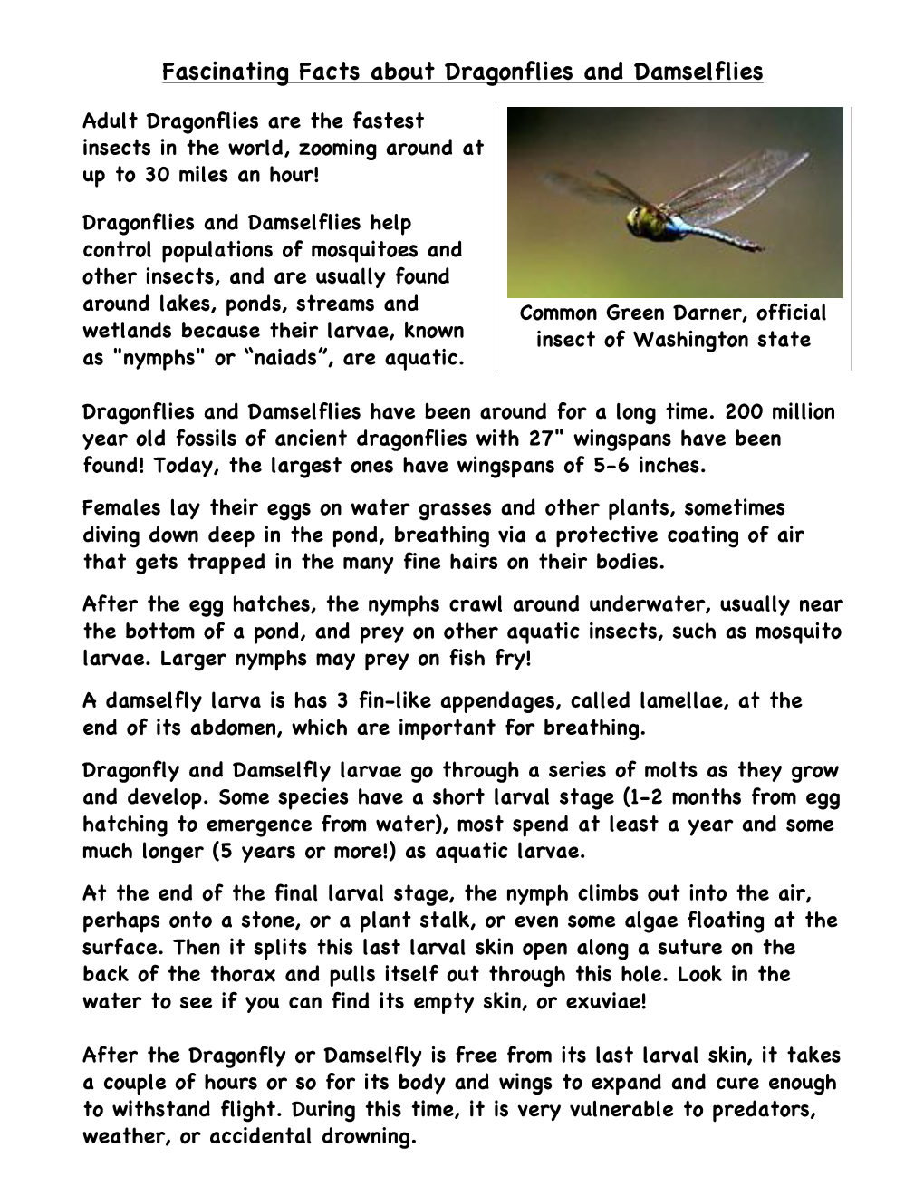 Fascinating Facts About Dragonflies and Damselflies