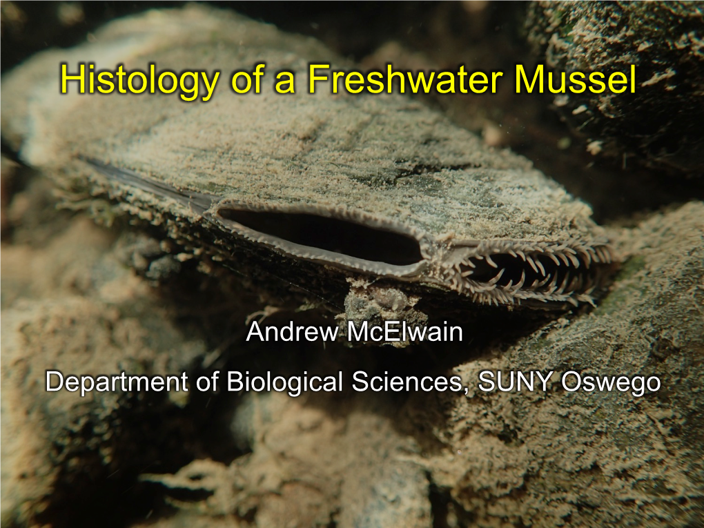 Histology of a Freshwater Mussel