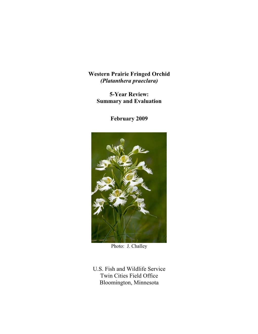 Western Prairie Fringed Orchid (Platanthera Praeclara)