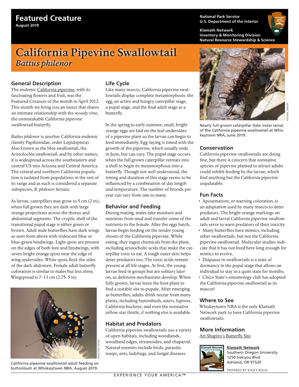 California Pipevine Swallowtail Battus Philenor