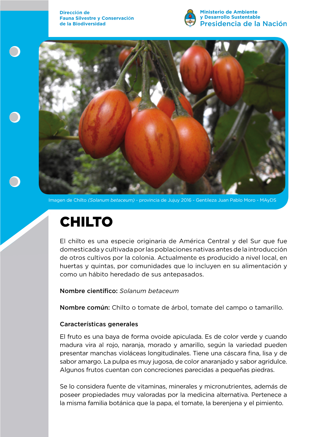 Chilto (Solanum Betaceum) - Provincia De Jujuy 2016 - Gentileza Juan Pablo Moro - Mayds