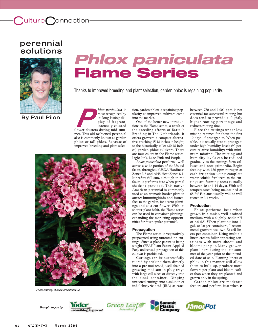 Phlox Paniculata Flame Series