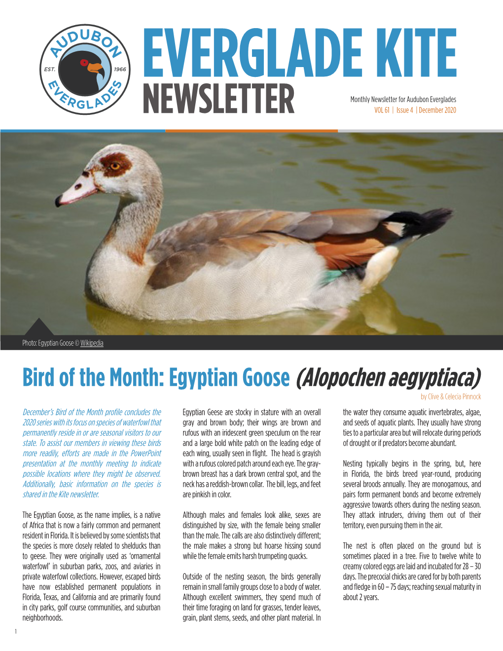 Bird of the Month: Egyptian Goose (Alopochen Aegyptiaca)