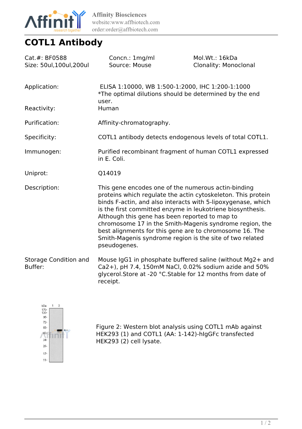 BF0588-COTL1 Antibody