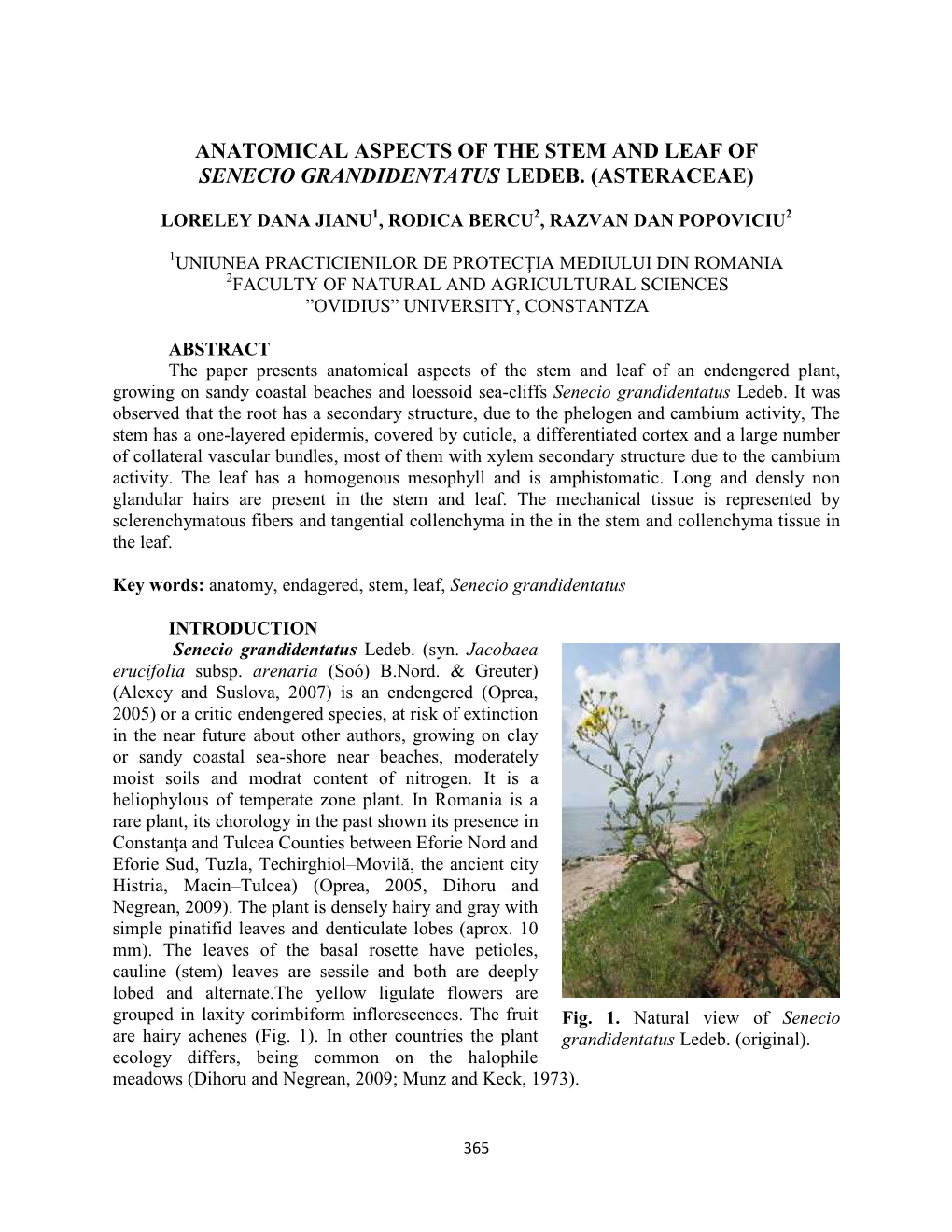 Anatomical Aspects of the Stem and Leaf of Senecio Grandidentatus Ledeb. (Asteraceae)