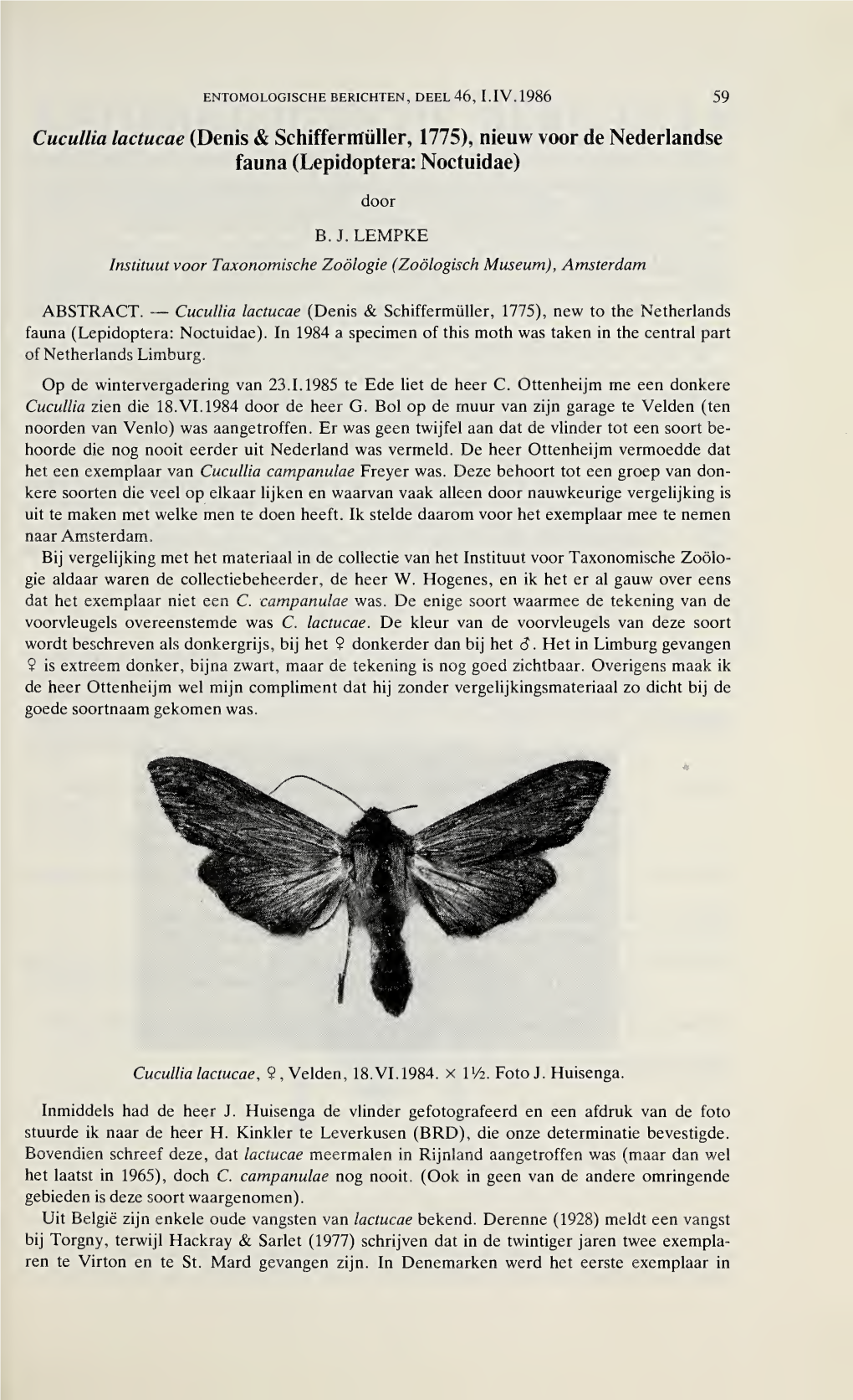 Cucullia Lactucae (Denis & Schifferntüller, 1775), Nieuw Voor De Nederlandse Fauna (Lepidoptera: Noctuidae)