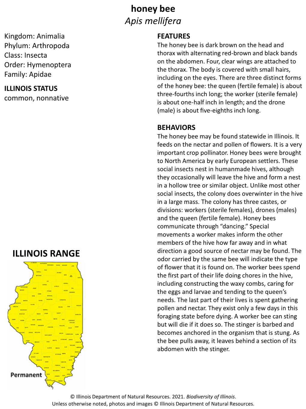 Honey Bee Apis Mellifera ILLINOIS RANGE