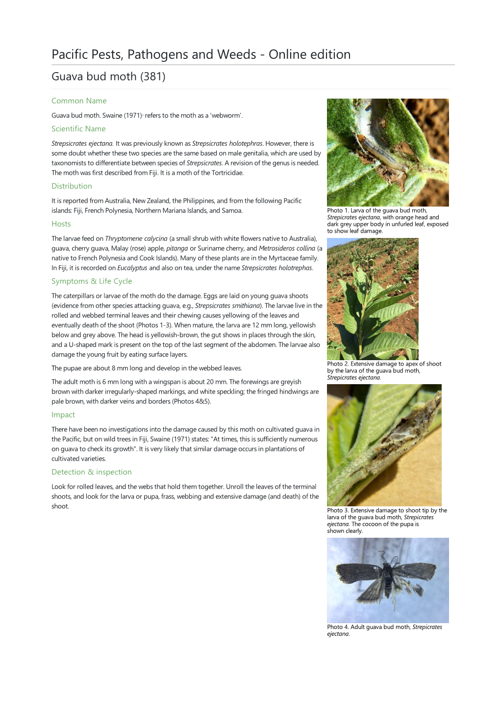 Guava Bud Moth (381)